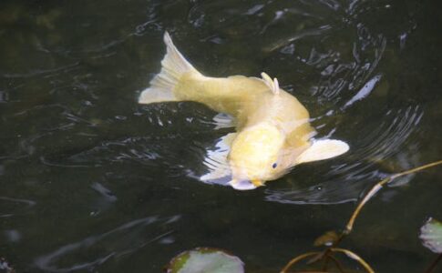 bassin de jardin