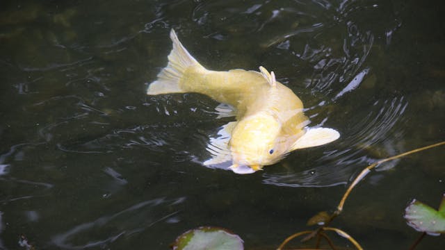 bassin de jardin